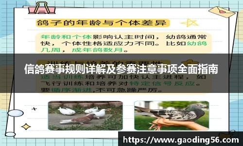 信鸽赛事规则详解及参赛注意事项全面指南